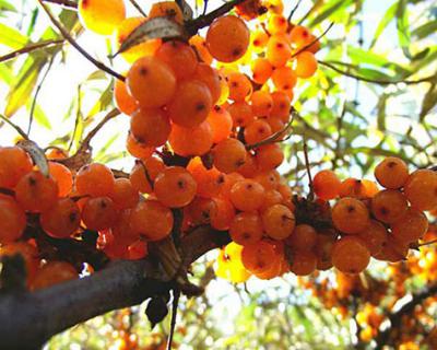 沙棘果加工生產(chǎn)線